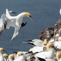 Northern Gannets (Morus bassanus) 4, Bass Rock, Scotland, UK